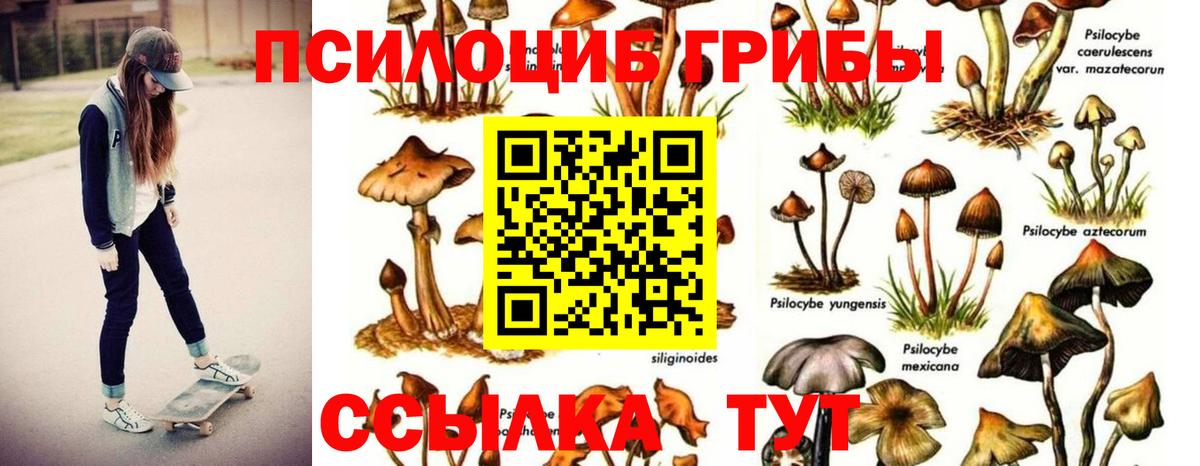 Галлюциногенные грибы Psilocybine cubensis  Вход с VPN  Ярославль 